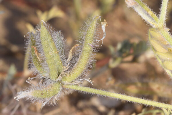 Astragalus schimperi Boiss. - Image 4