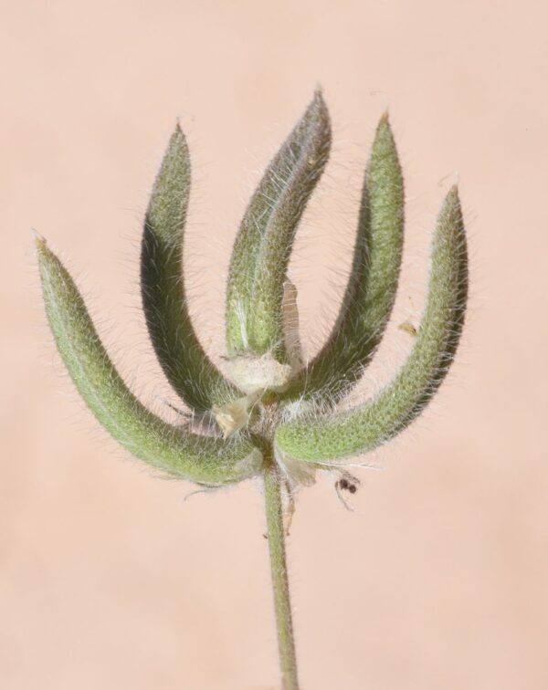 Astragalus schimperi Boiss. - Image 5