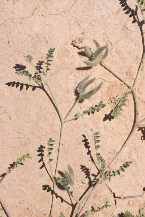 Astragalus schimperi Boiss. - Image 3