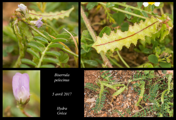 Biserrula pelecinus L.