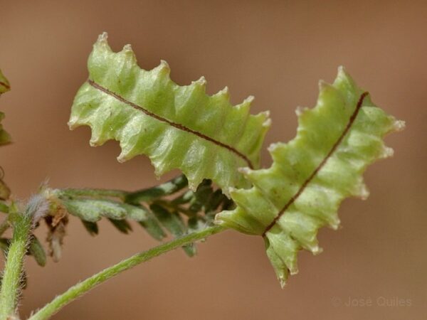 Biserrula pelecinus L. - Image 5