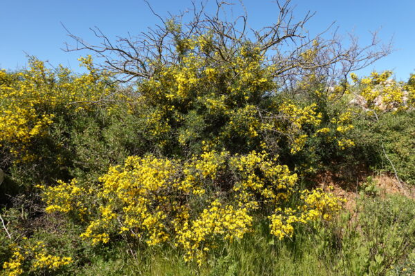 Calicotome villosa (Poir.) Link - Image 7