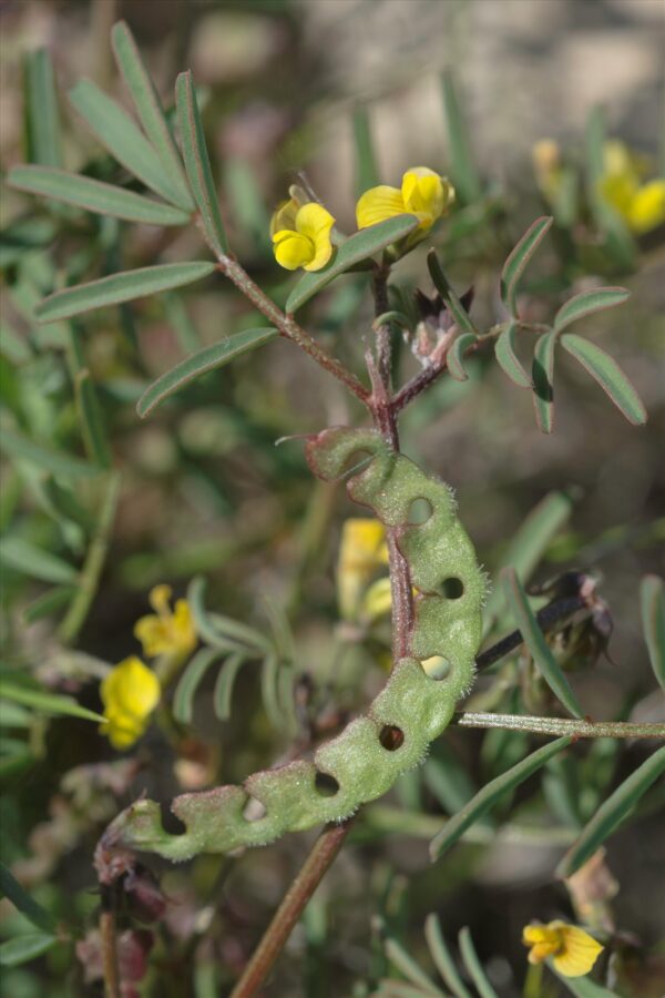 Hippocrepis ciliata Willd. - Image 3