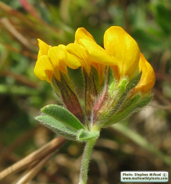 Lotus cytisoides L. - Image 3