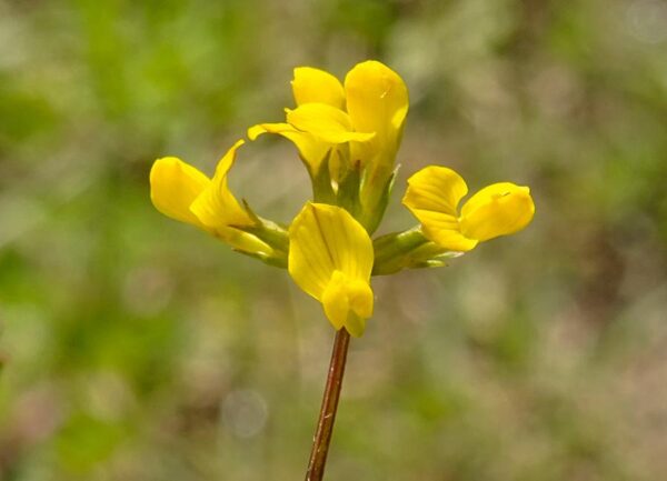 Hippocrepis multisiliquosa L. - Image 3