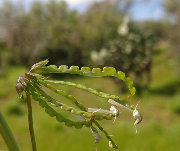 Hippocrepis multisiliquosa L. - Image 7