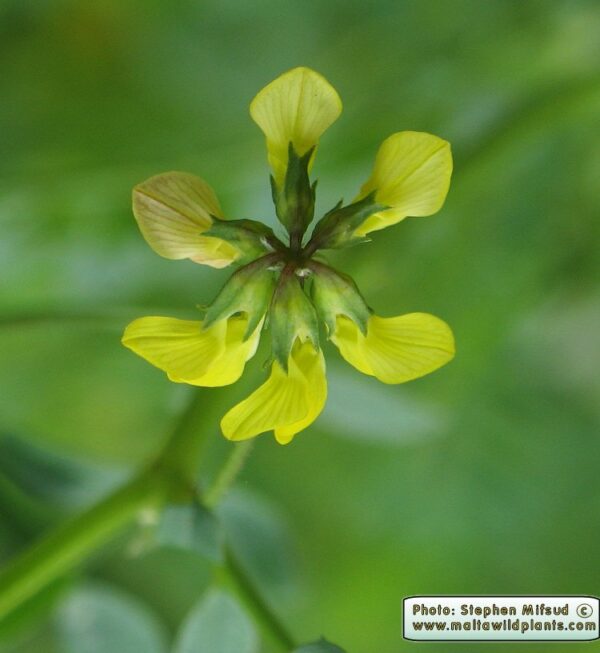 Hippocrepis multisiliquosa L.