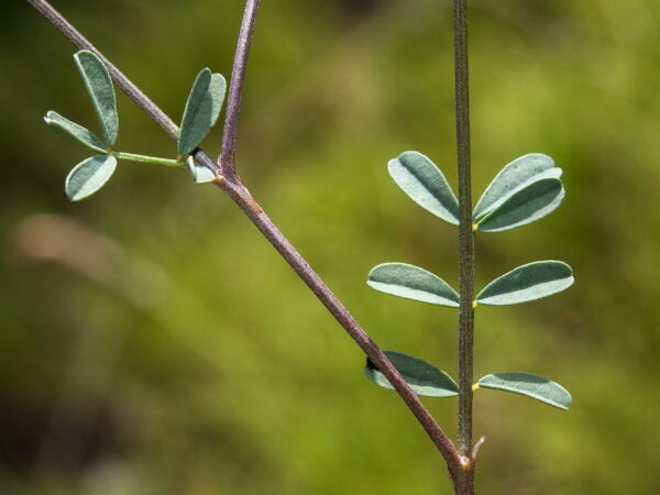Hippocrepis scabra DC. - Image 4