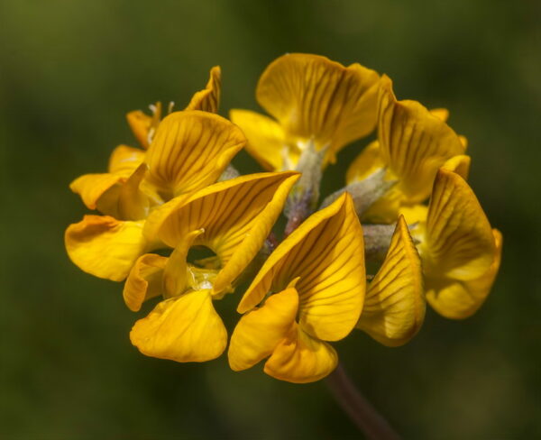 Hippocrepis scabra DC.