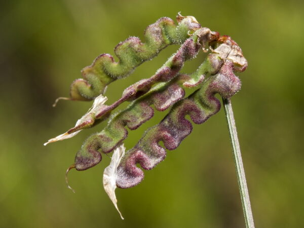 Hippocrepis scabra DC. - Image 5