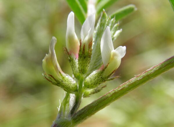 Astragalus hamosus L. - Image 3