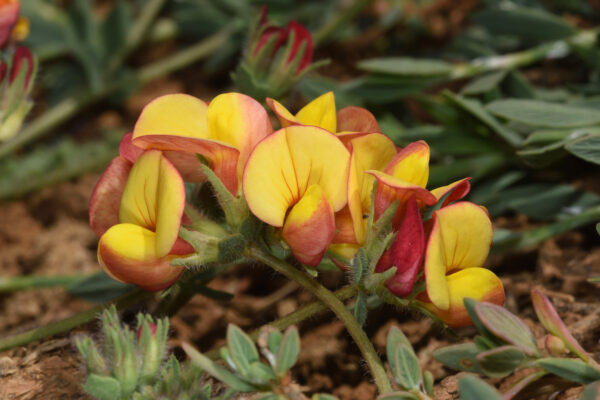 Lotus corniculatus L. - Image 2