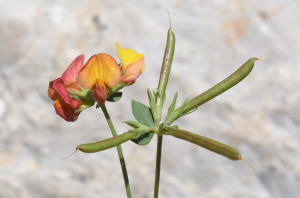 Lotus corniculatus L. - Image 3
