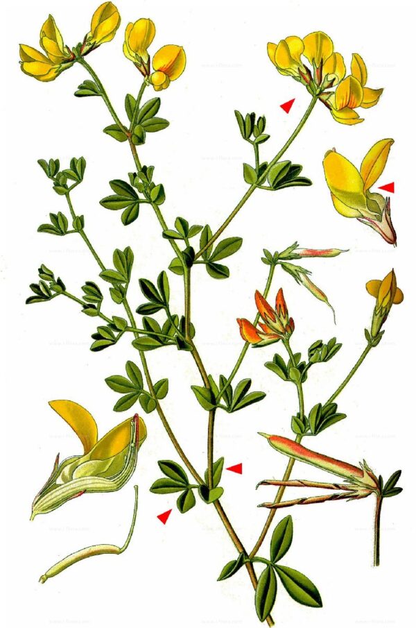Lotus corniculatus L. - Image 6