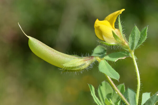 Lotus edulis L. - Image 7
