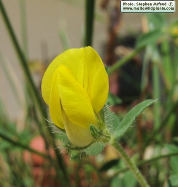 Lotus edulis L. - Image 3