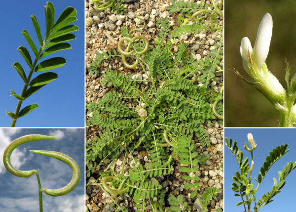 Astragalus hamosus L.