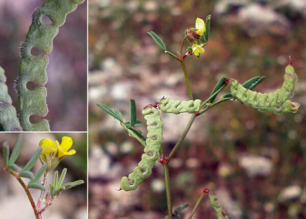 Hippocrepis ciliata Willd. - Image 4