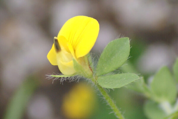 Lotus edulis L.