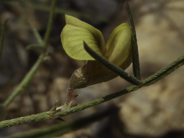 Argyrolobium arabicum (Decne.) Jaub. & Spach