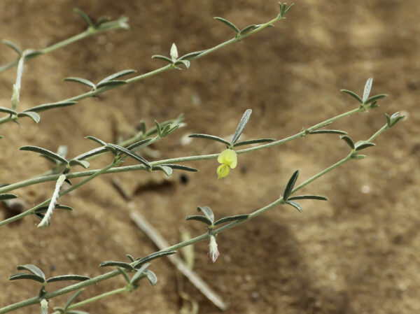 Argyrolobium uniflorum (Decne.) Jaub. & Spach - Image 4