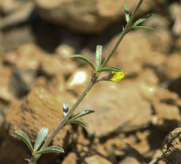 Argyrolobium uniflorum (Decne.) Jaub. & Spach - Image 3