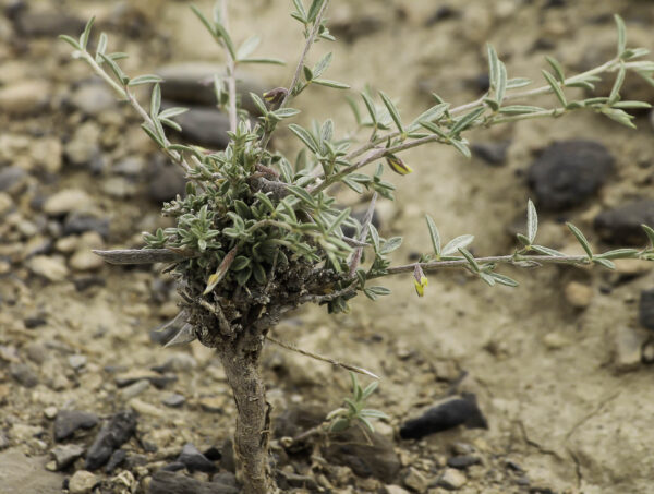 Argyrolobium uniflorum (Decne.) Jaub. & Spach - Image 2
