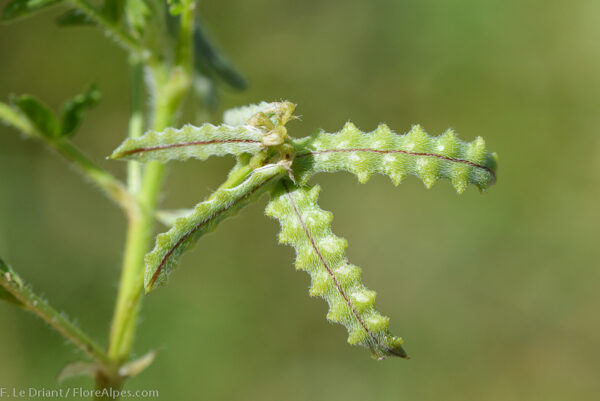 Biserrula pelecinus L. - Image 3