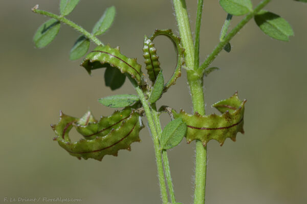 Biserrula pelecinus L. - Image 4