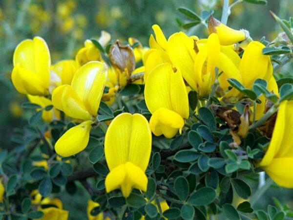 Calicotome villosa (Poir.) Link