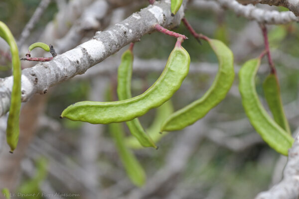 Ceratonia siliqua L. - Image 8