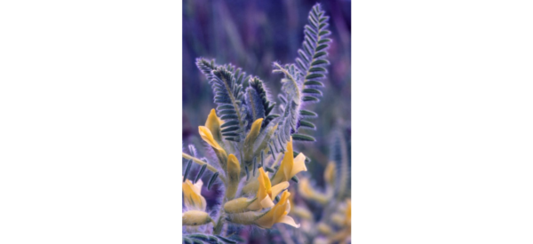Astragalus graecus Boiss. - Image 2