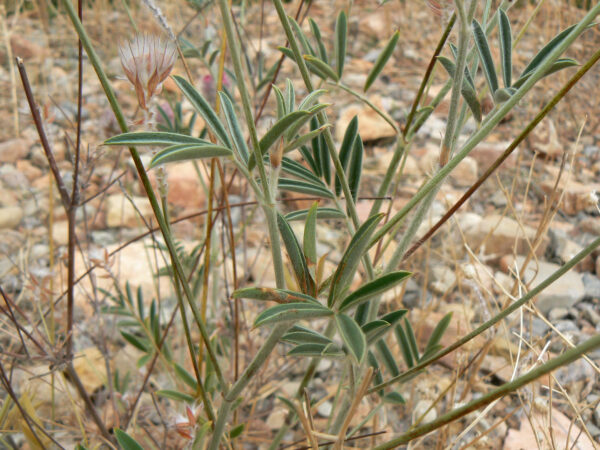 Ebenus pinnata Aiton - Image 6