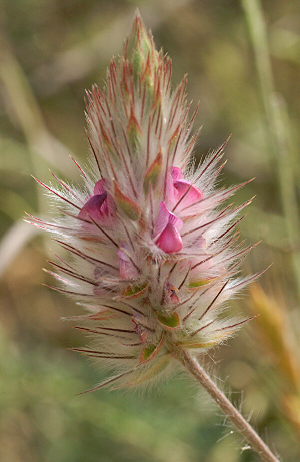 Ebenus pinnata Aiton - Image 3