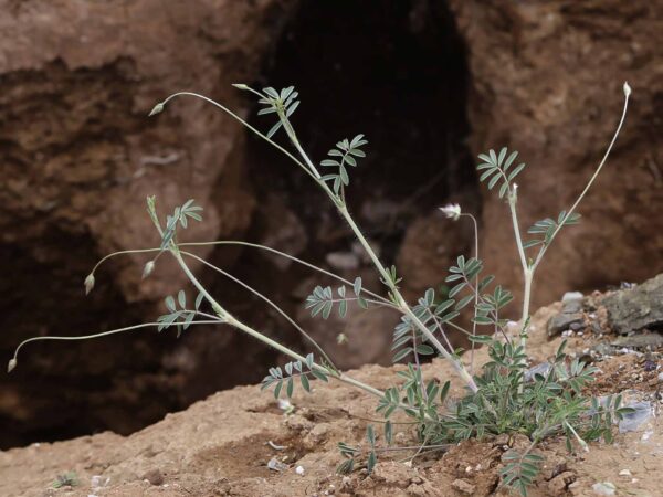 Ebenus pinnata Aiton - Image 7