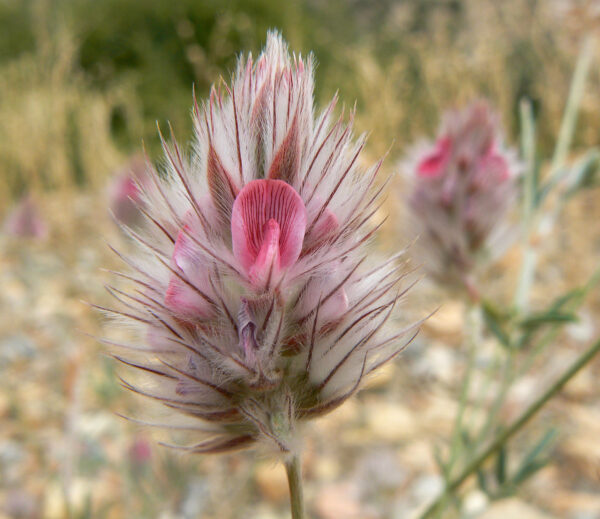 Ebenus pinnata Aiton - Image 4
