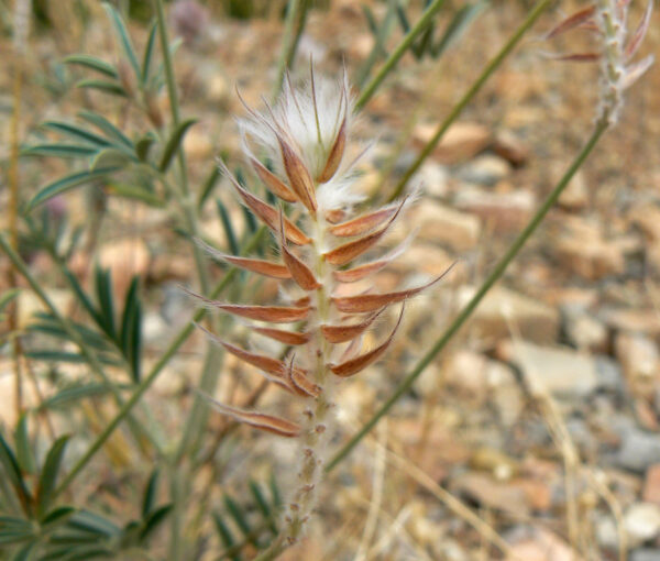 Ebenus pinnata Aiton - Image 5