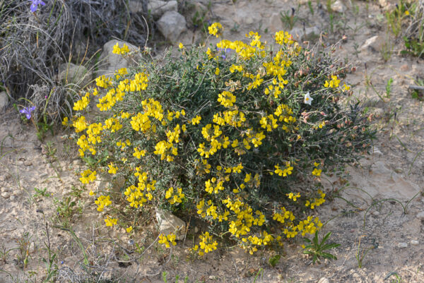 Hippocrepis scabra DC. - Image 6