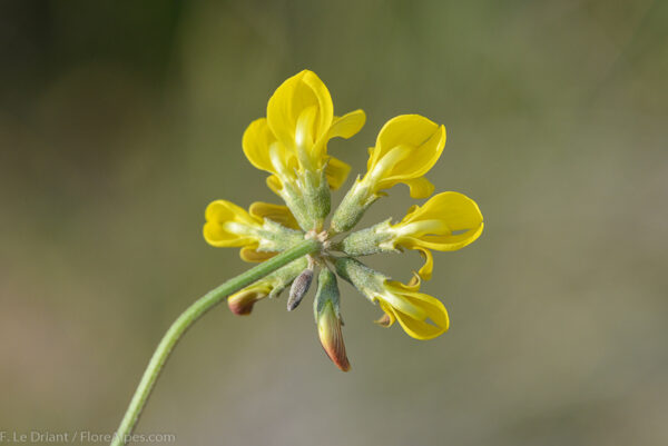 Hippocrepis scabra DC. - Image 2