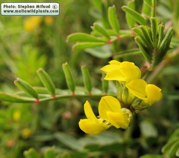 Hippocrepis multisiliquosa L. - Image 2