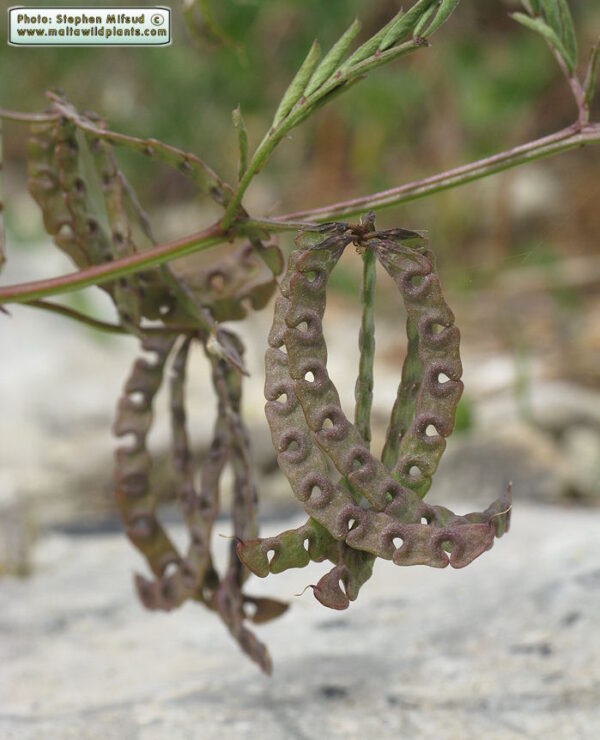 Hippocrepis multisiliquosa L. - Image 8