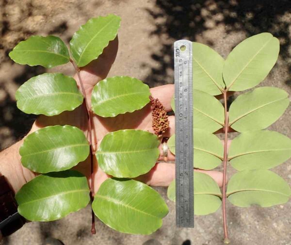 Ceratonia siliqua L. - Image 3