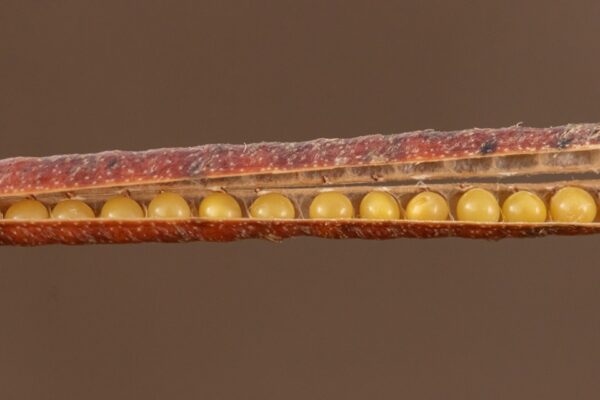 Lotus halophilus Boiss. & Spruner - Image 7