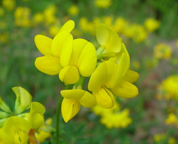 Lotus corniculatus L.