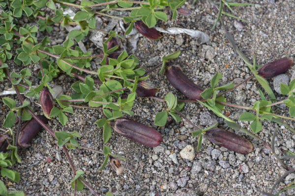 Lotus edulis L. - Image 10