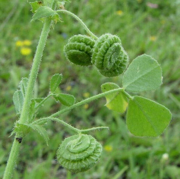 Medicago rugosa Desr. - Image 2