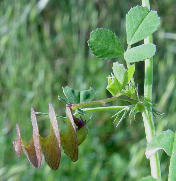 Medicago orbicularis (L.) Bartal. - Image 6
