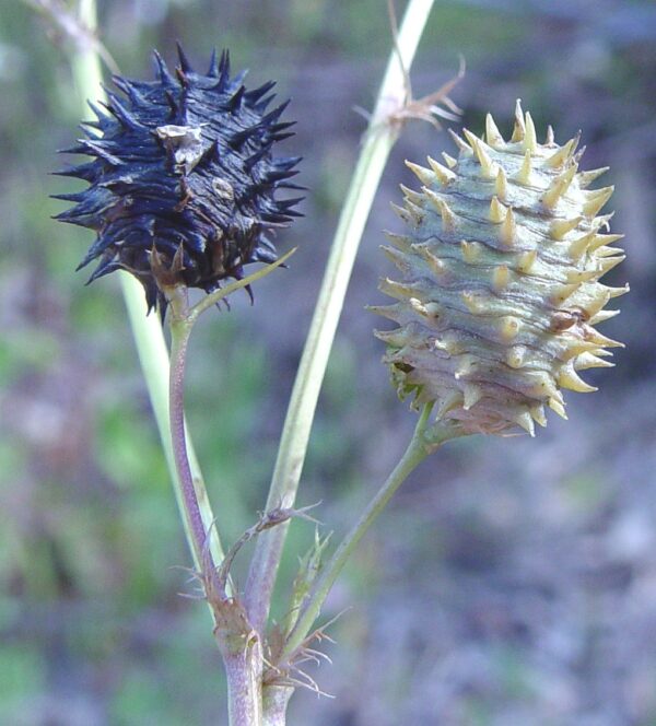 Medicago murex Willd. - Image 3