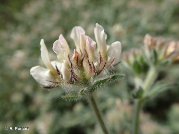 Lotus hirsutus L. - Image 3