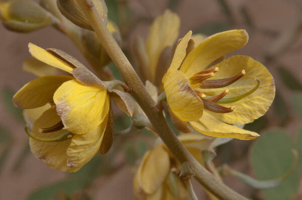 Senna italica Mill.